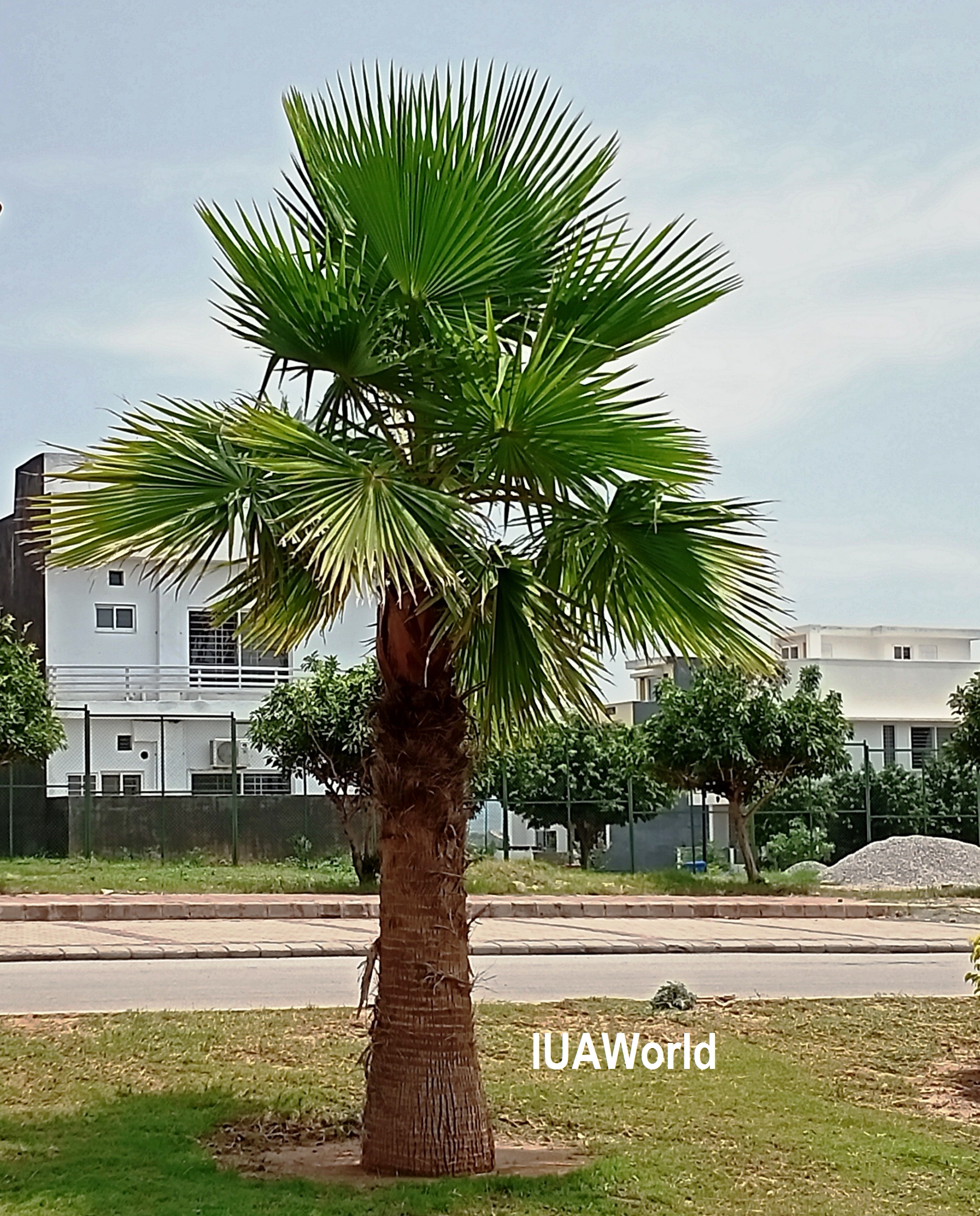  Palm Tree 